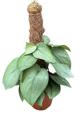 35 - 45cm Scindapsus Silver Hero On Mosspole Pothos 14cm Pot House Plant