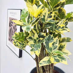 50 - 60cm Croton Eburneum Codiaeum 17cm Pot House Plant