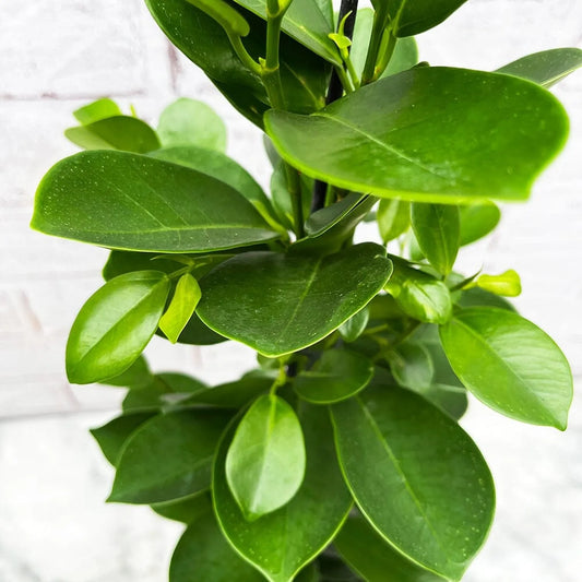 50 - 60cm Ficus Microcarpa Moclame Rubber Plant 14cm Pot House Plant