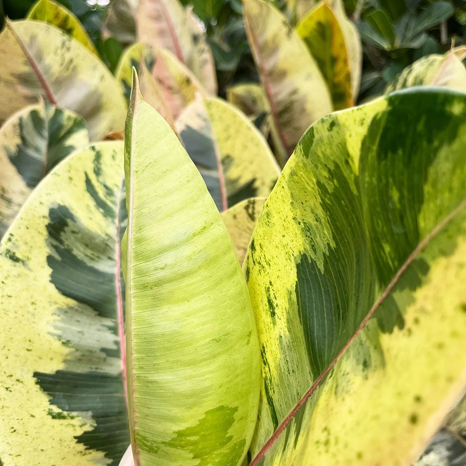 50 - 60cm Ficus Shivereana Moonshine 17cm Pot House Plant