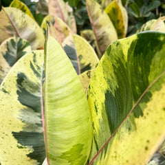 50 - 60cm Ficus Shivereana Moonshine 17cm Pot House Plant