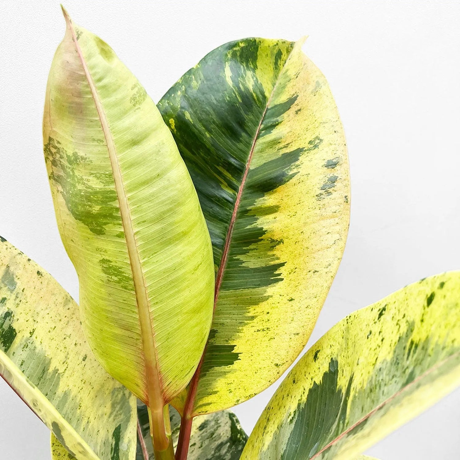 50 - 60cm Ficus Shivereana Moonshine 17cm Pot House Plant