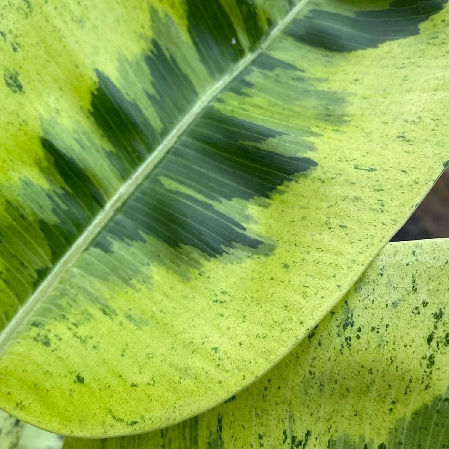 50 - 60cm Ficus Shivereana Moonshine 17cm Pot House Plant