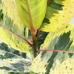 50 - 60cm Ficus Shivereana Moonshine 17cm Pot House Plant