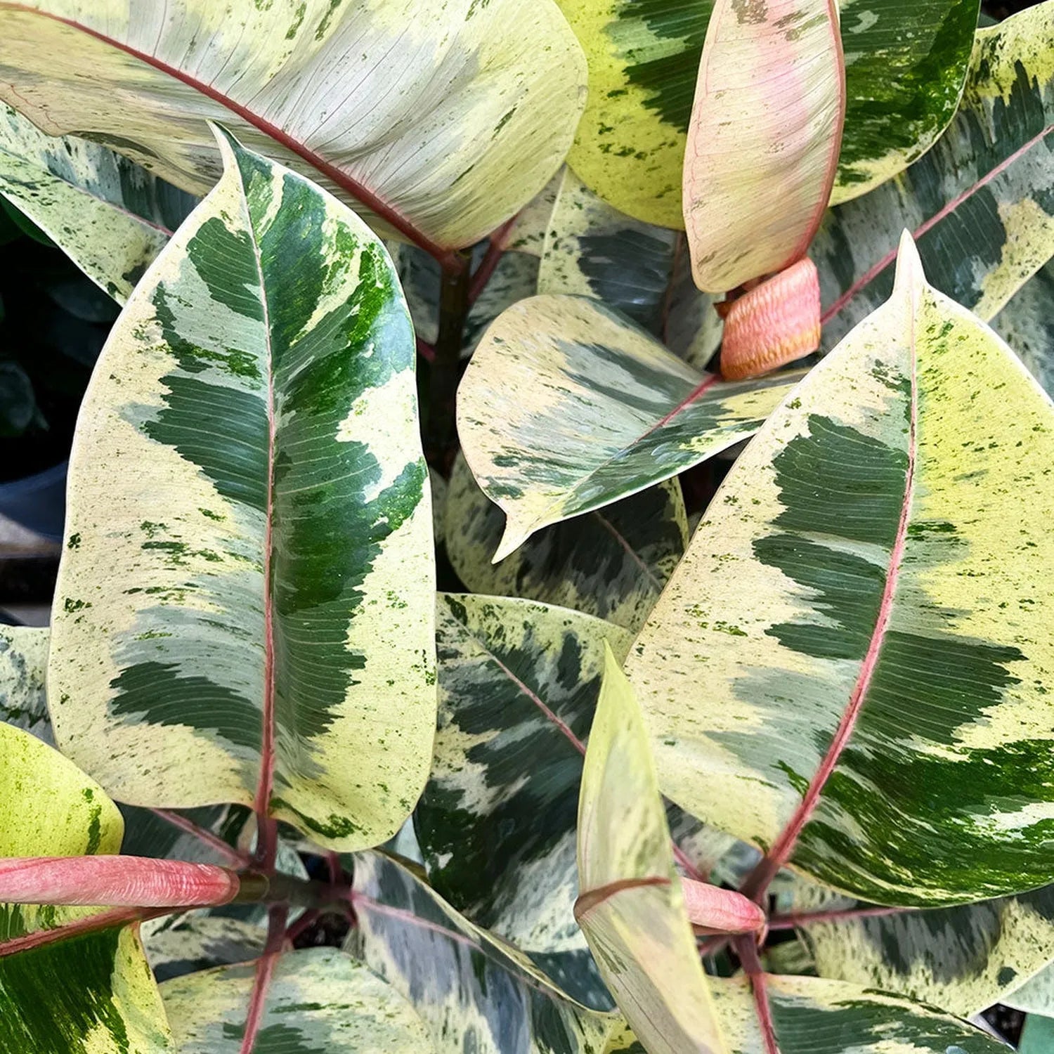 50 - 60cm Ficus Shivereana Moonshine 17cm Pot House Plant