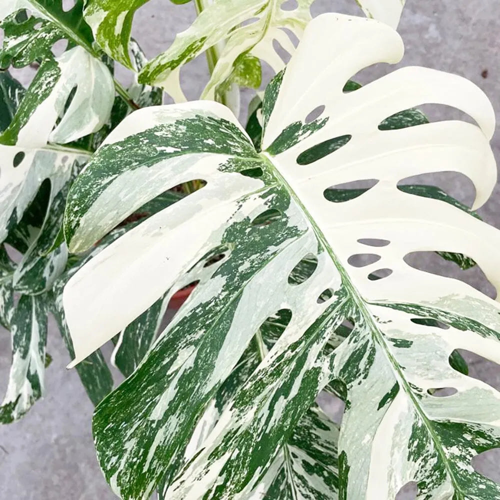 50 - 60cm Highly Variegated Monstera Variegata Albo Variegata Variegated Monstera Cheese Plant 19cm Pot House Plant