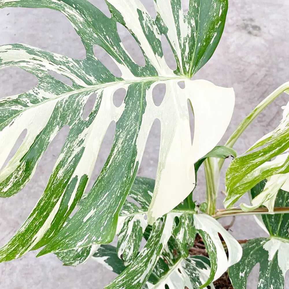 50 - 60cm Highly Variegated Monstera Variegata Albo Variegata Variegated Monstera Cheese Plant 19cm Pot House Plant