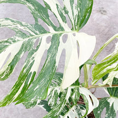 50 - 60cm Highly Variegated Monstera Variegata Albo Variegata Variegated Monstera Cheese Plant 19cm Pot House Plant