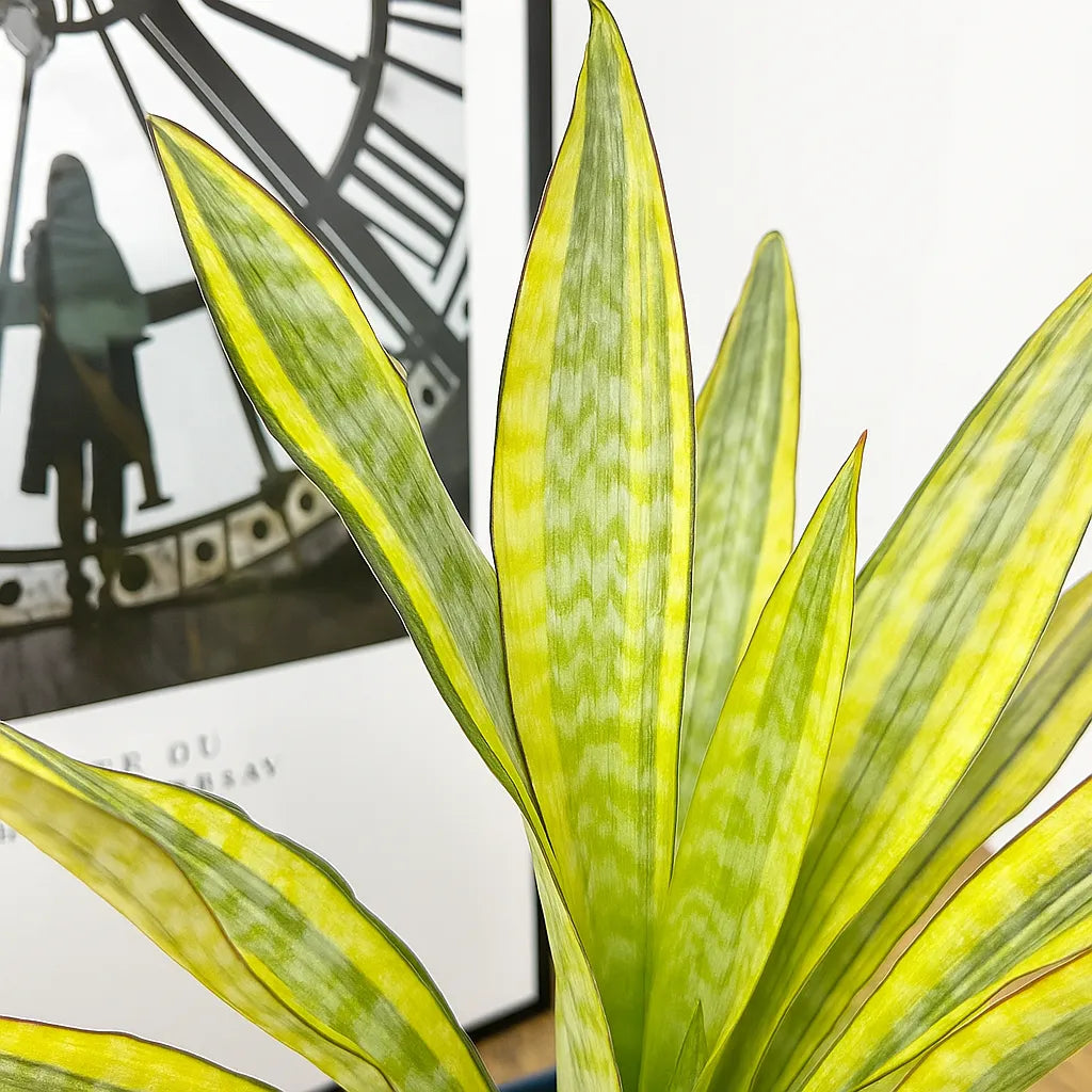 50 - 60cm Sansevieria Aubrytniana Lauren Snake Plant 14cm Pot House Plant