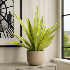 50 - 60cm Sansevieria Aubrytniana Lauren Snake Plant 14cm Pot House Plant