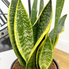 futura superba snake plant 50