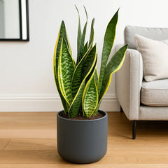 futura superba snake plant height 50