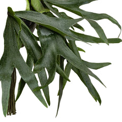 50 - 60cm Staghorn Fern Platycericjm Bifurcatum Hanging 21cm Pot House Plant