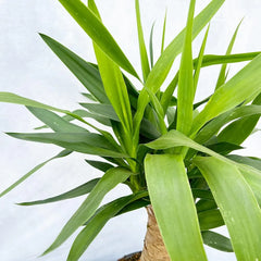50 - 60cm Yucca Elephantipes (2 Head) 14cm Pot House Plant