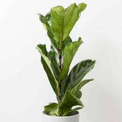 50 - 70cm Ficus Lyrata Fiddle Leaf Fig 17cm Pot House Plant