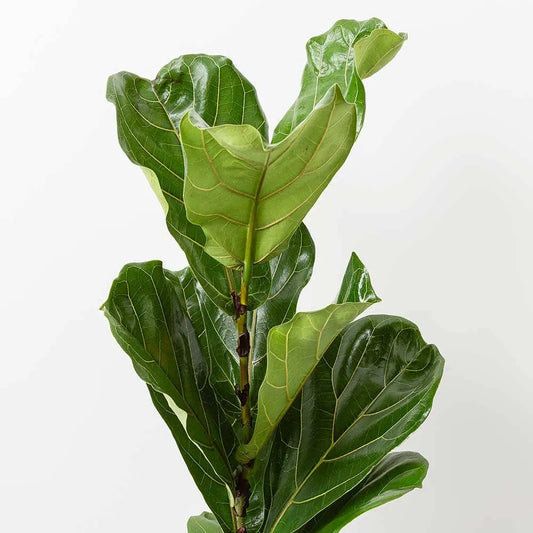 50 - 70cm Ficus Lyrata Fiddle Leaf Fig 17cm Pot House Plant