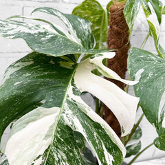 50 - 70cm Monstera Variegata Albo on Mosspole Variegata Variegated Cheese Plant 21cm Pot House Plant