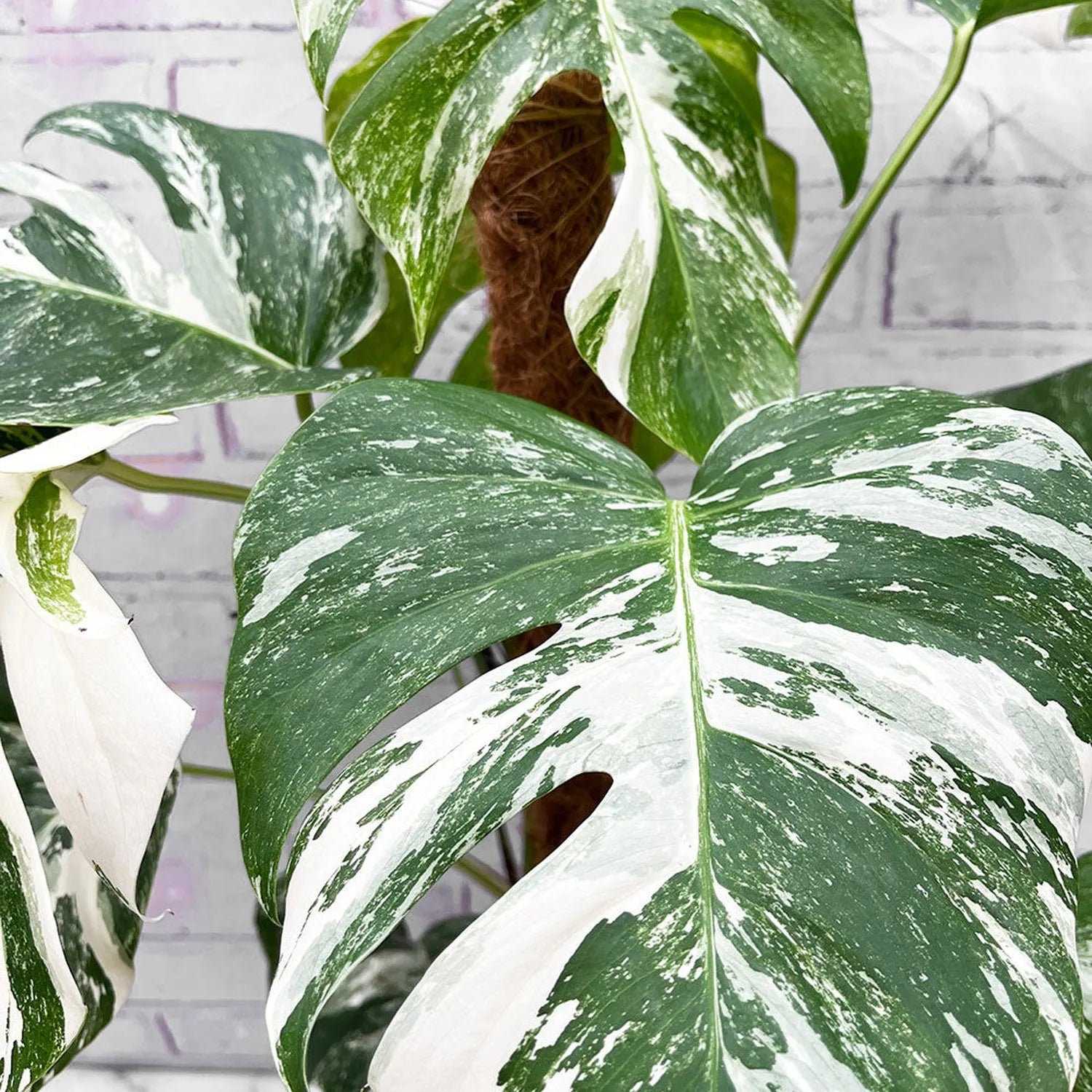 50 - 70cm Monstera Variegata Albo on Mosspole Variegata Variegated Cheese Plant 21cm Pot House Plant