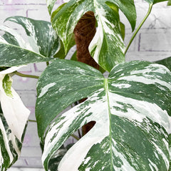 50 - 70cm Monstera Variegata Albo on Mosspole Variegata Variegated Cheese Plant 21cm Pot House Plant