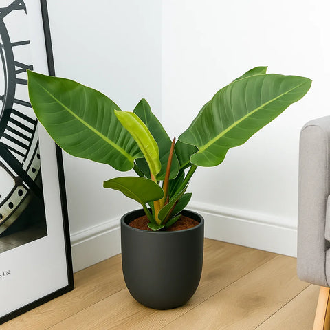 50 - 70cm Philodendron Imperial Green 17cm Pot House Plant  Plants For All  Seasons