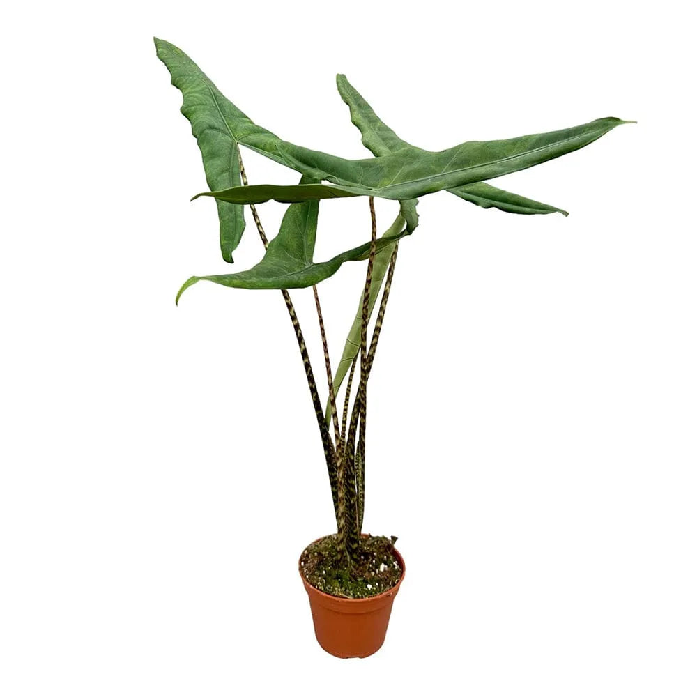 50 cm Alocasia Tigrina Variegata House Plant 14 cm Pot
