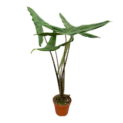 50 cm Alocasia Tigrina Variegata House Plant 14 cm Pot