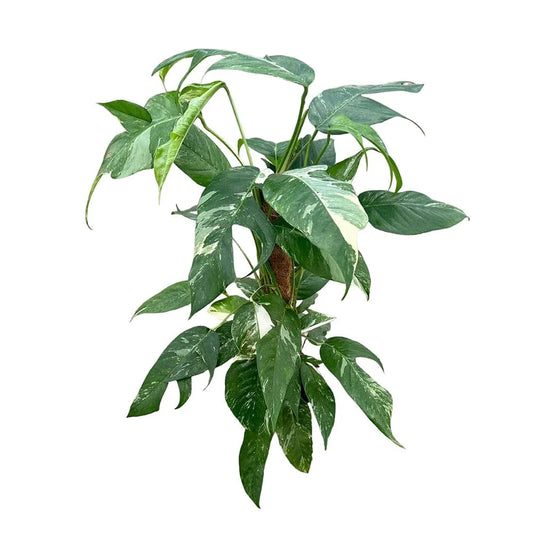 50 cm Epipremnum Pinnatum Variegata House Plant 17 cm Pot
