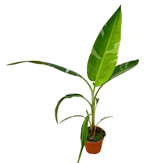 50 cm Musa Florida Variegata House Plant 14 cm Pot