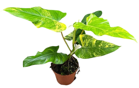 50 cm Philodendron Domesticum Variegata House Plant 17 cm Pot