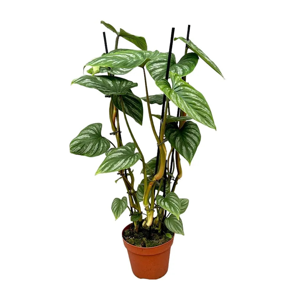 50 cm Philodendron Mamei House Plant 17 cm Pot