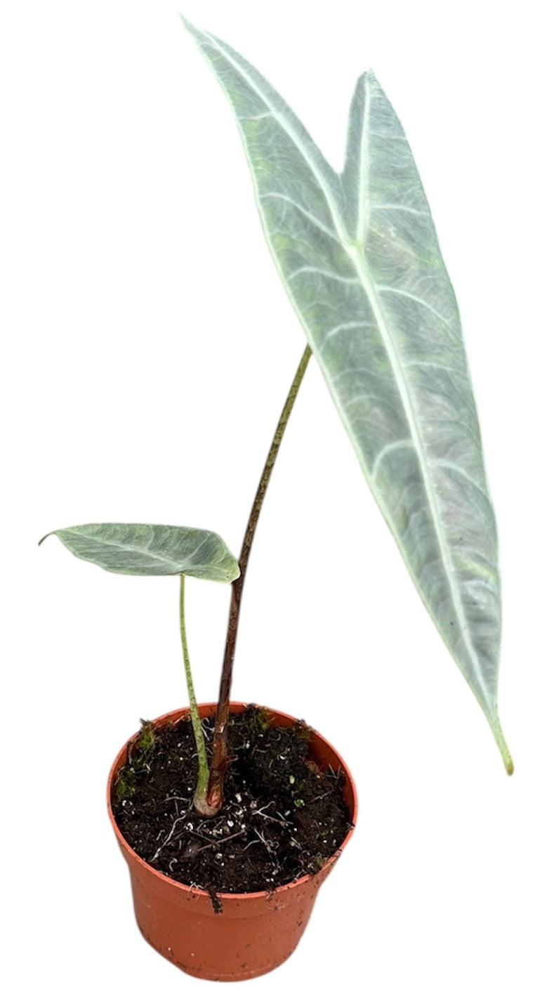 Alocasia Longiloba Silver 10.5cm Pot 15cm Height House Plant
