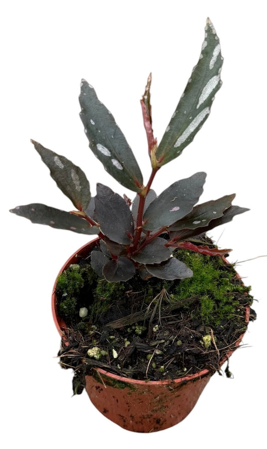Begonia Jalau Type 2 8cm Pot 10cm Height House Plant
