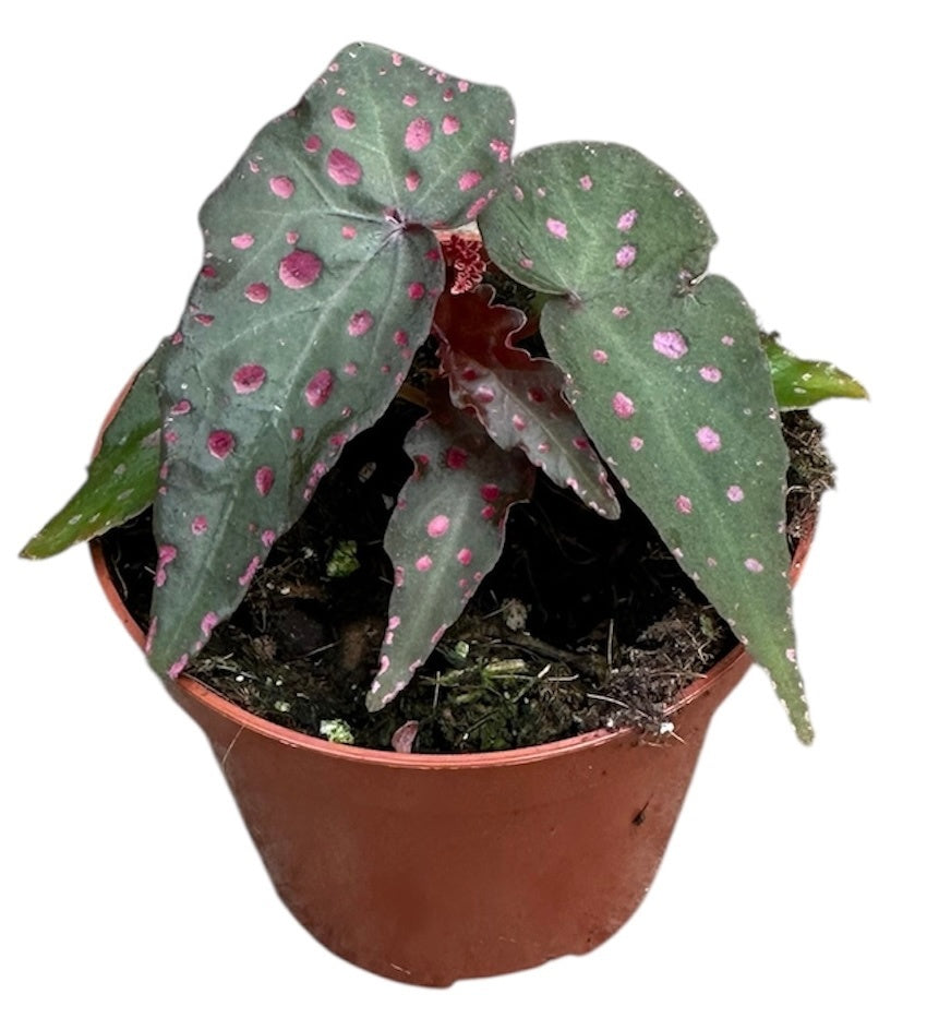 Begonia Amphioxus X Malachosticta 8cm Pot 15cm Height House Plant