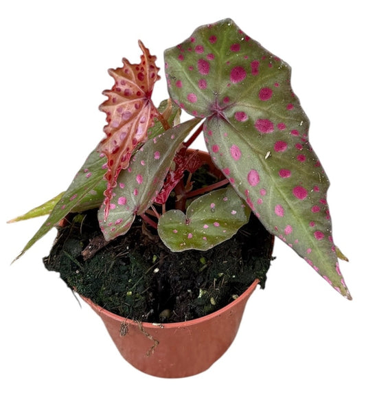 Begonia Amphioxus X Malachosticta 8cm Pot 15cm Height House Plant