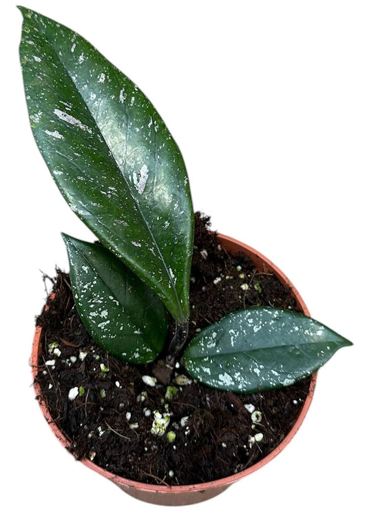 Hoya Carnosa Stardust 10.5cm Pot 10cm Height House Plant