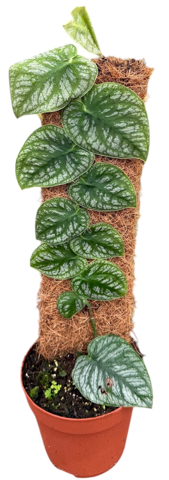 Monstera Dubia 14cm Pot House Plant