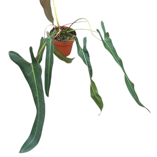 50 - 60cm Philodendron Spiritus Sancti 17cm Pot House Plant