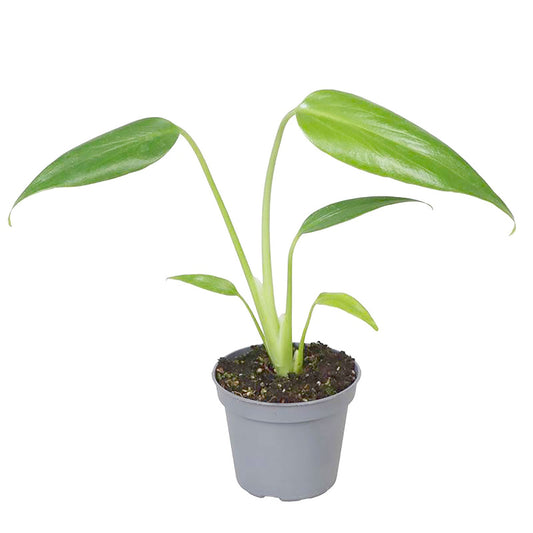 Monstera Burle Marx Flame 6cm Pot House Plant