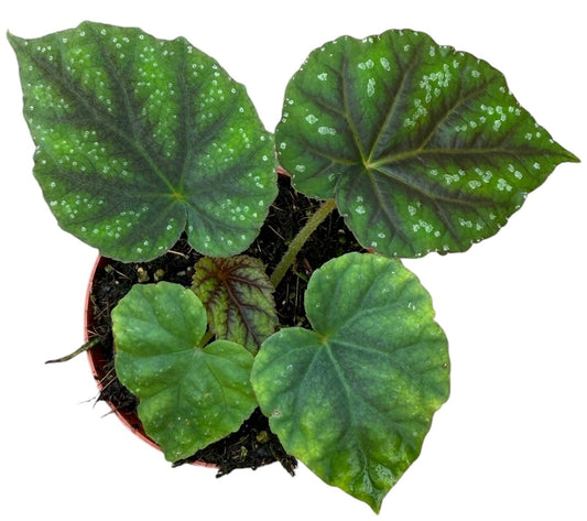 Begonia Pseudoedulis Shiwanshan House Plant 8cm Pot