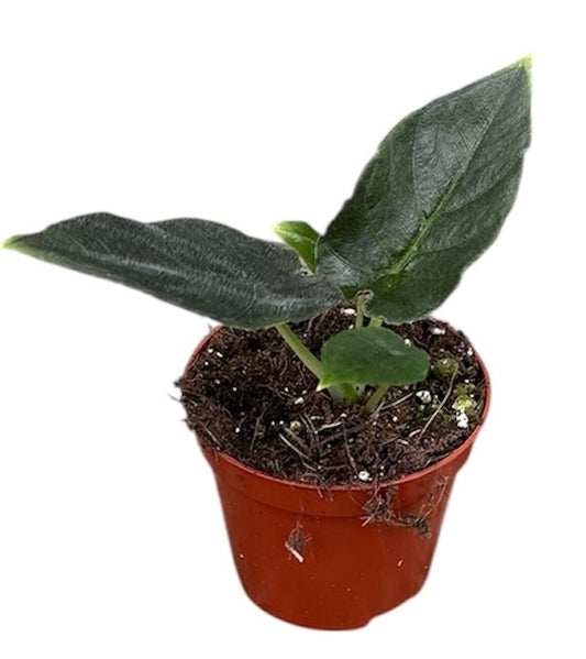 Alocasia Antoro 8cm Pot 15cm Height House Plant