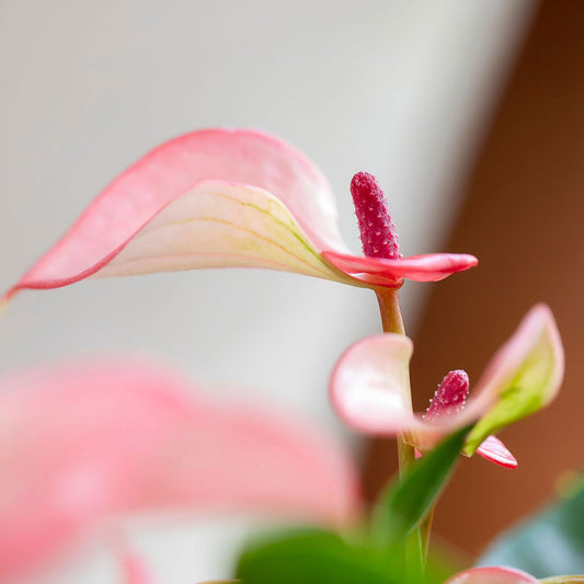 25 - 30cm Anthurium Matata Pink Flower 9cm Pot House Plant