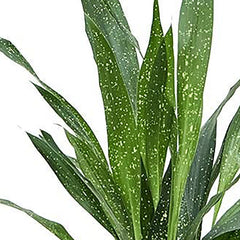 60 - 70cm Milky Way Aspidistra Elatior Cast Iron Plant 17cm Pot House Plant