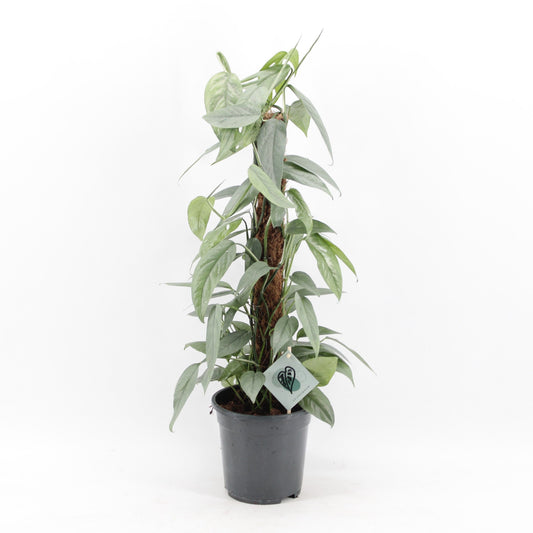 55 - 65cm Epipremnum Cebu Blue on Mosspole Pothos 17cm Pot House Plant House Plant