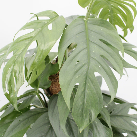 55 - 65cm Epipremnum Cebu Blue on Mosspole Pothos 17cm Pot House Plant House Plant