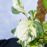 55 - 65cm Epipremnum Manjula on mosspole Scindapsus Pothos 17cm Pot House Plant House Plant