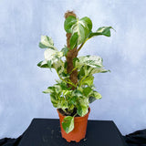 55 - 65cm Epipremnum Manjula on mosspole Scindapsus Pothos 17cm Pot House Plant House Plant