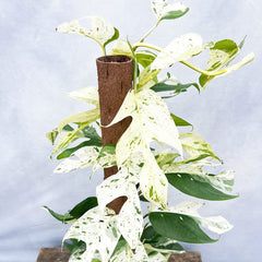 55 - 65cm (Extra White) Variegated Marble Pinnatum on mosspole Pothos 17cm Pot House Plant House Plant