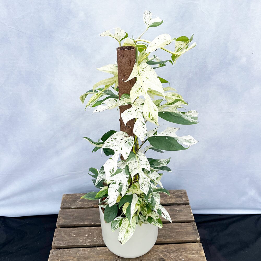 55 - 65cm (Extra White) Variegated Marble Pinnatum on mosspole Pothos 17cm Pot House Plant House Plant