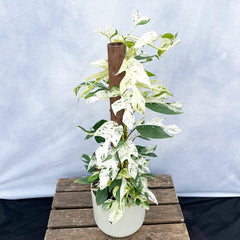 55 - 65cm (Extra White) Variegated Marble Pinnatum on mosspole Pothos 17cm Pot House Plant House Plant