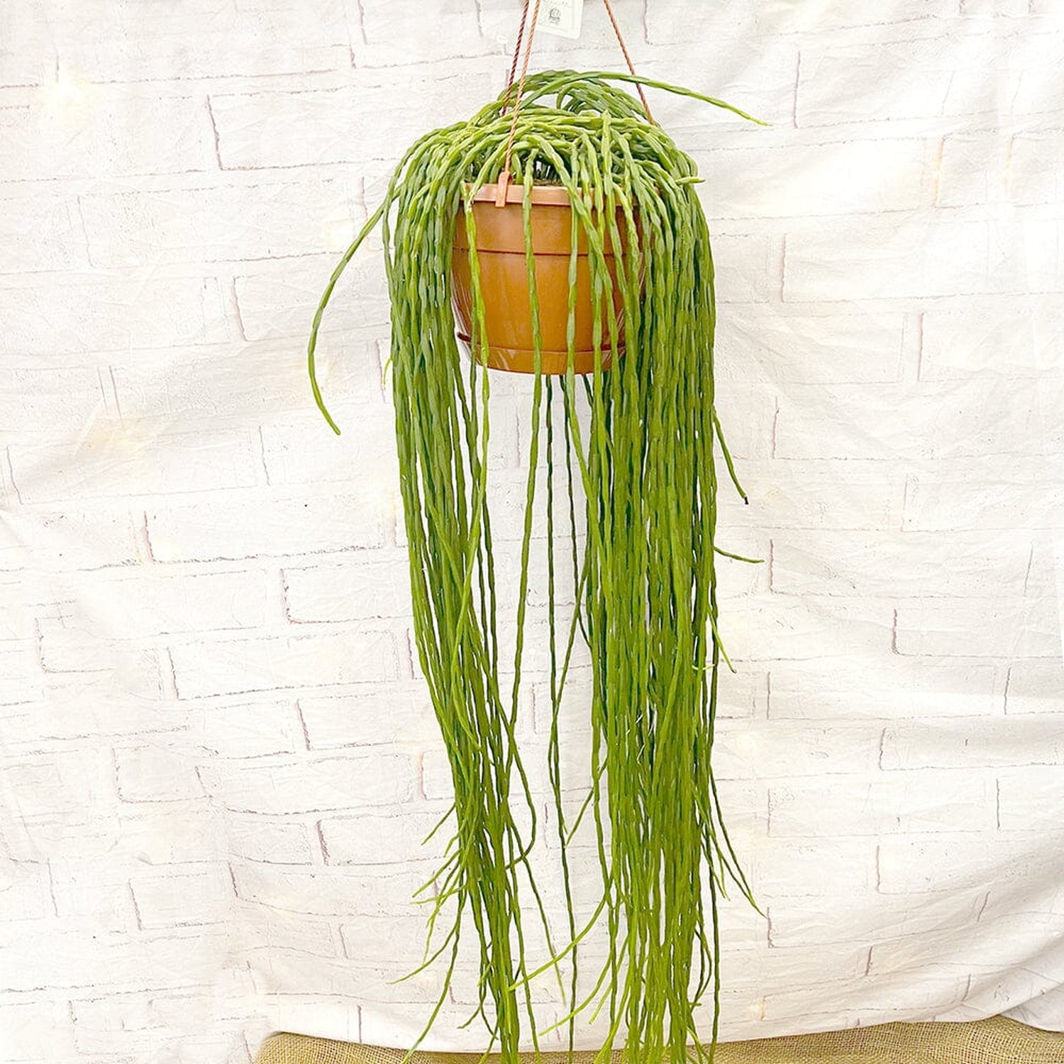 55 - 65cm Rhipsalis Paradoxa Minor in Hanging Pot 21cm Pot House Plant House Plant